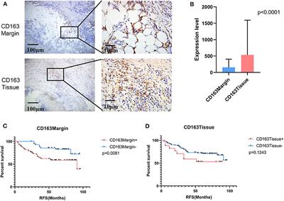 Frontiers Expression Of Monocarboxylate Transporter In